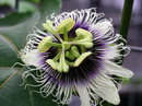 Passion fruit,Purple Passion Fruit, Granadilla
